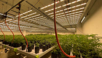 Thumbnail for Hortibest H10L 6' x 4' 900W 200-277V Commercial SMF Full Spectrum LED Grow Light. AC Daisy Chain.