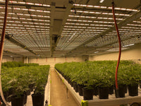 Thumbnail for Hortibest H10L 6' x 4' 900W 200-277V Commercial SMF Full Spectrum LED Grow Light. AC Daisy Chain.