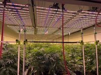 Thumbnail for Hortibest H10L 6' x 4' 900W 200-277V Commercial SMF Full Spectrum LED Grow Light. AC Daisy Chain.