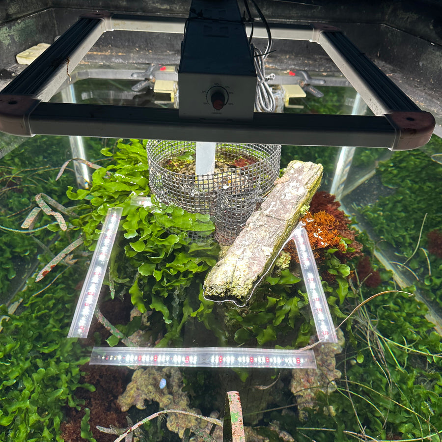 FGI Square 2 LED Grow Light. 220W full spectrum plus far red diodes.