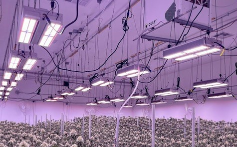 Hortibest Jellyfish JF-700A 715W LED Grow Light. 2550 PPF,  2.89 umol/j. Full spectrum.