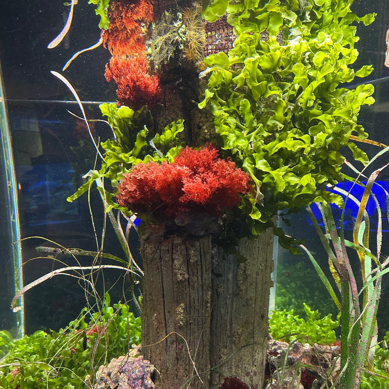 FGI Square 2 220W Full Spectrum LED Grow Light. Great for 2 x 2 grow spaces and tents. - Forever Green Indoors