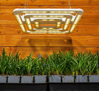 Thumbnail for Prix ​​de vente : FGI Square 3 LED Grow Light, spectre étendu PAR 400-760 nm, gradation intégrée. Types de plantes plein soleil.